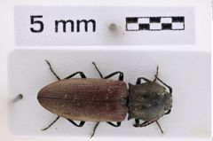 Foto (Dorsalansicht) von Agrypnus argillaceus (NHMW-ZOO-COL-0008008)